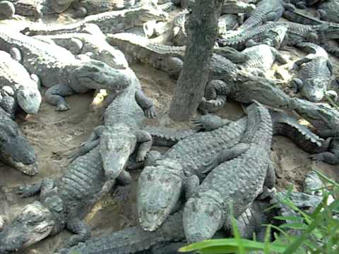 Mugger Crocodile