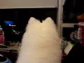 mojo-the-amazing-japanese-spitz.html
