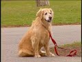 Just for Laughs: Oinking Dog