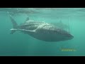 requin baleine