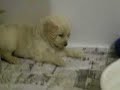 Goldendoodle female puppy