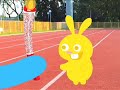  pet olympics hong kong dogs animals beijing cats cute extreme funny games kittens puppies skateboarding skater star summer
