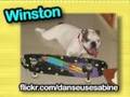 Cute Games - Kitty Skateboarding