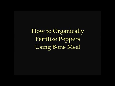 how to fertilize chilli plants