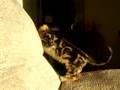 Brutus-the-Bengal-Cat---Exploring-the-Couch