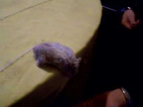 Lemming Hamster