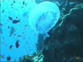 planeta-agua-buceo-en-thistlegorm-ii-mar-rojo-red-sea-.html