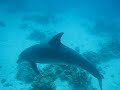 Dolphins in Hurghada /1