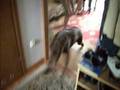 videos de Wedel, labrador czekoladowy