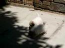 puppies 4 weeks