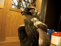 ヒヨコをもらいご機嫌のフェラーリ