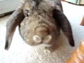 videos de Poppet the Angry Rabbit