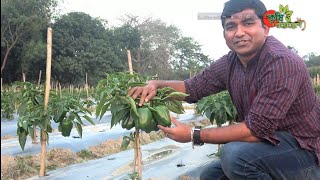 ক্যাপসিকাম(Capsicum)...