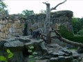 Berlin Zoo Zoologischer Garten Tierpark Berlin Knut Berlin Zoo Zoologischer Garten Tierpark Berlin Knut