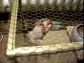 Rennmaus will ausbrechen...
