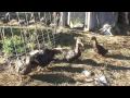 The Duckfest Rouen Ducks head out on...
