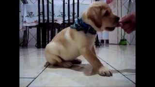 Labrador comeando a ser adestrado - 70 dias