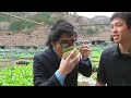 わさびの収穫・食・自然の体験 静岡 伊豆 How to enjoy Wasabi JAPAN