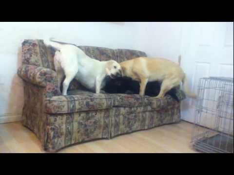 Yellow Labs playing with Black Lab
