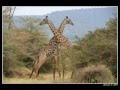 Tanzania-Serengeti National Park (part 2) - YouTube