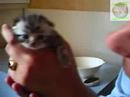Cattery Rekymu - Video 002