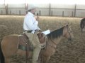 Best Bawl horse show