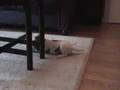 videos de Jack Russell Puppy