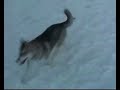 Vermont dogs playing in snow Vermont dogs playing in snow