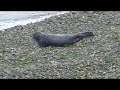 More Alki baby seal video More Alki baby seal video