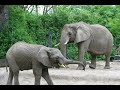 toledo zoo