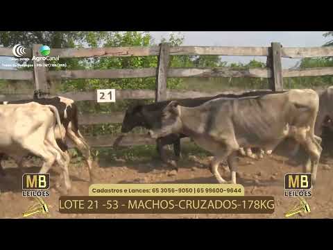 517 LEILO VIRTUAL MB LEILES