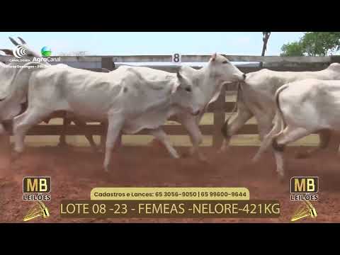 515� LEIL�O VIRTUAL MB LEIL�ES