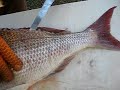 Fillet a Fish (Snapper)