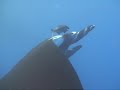 Giant Manta \"Terry\" & Cleaning Fish Close up Giant Manta \"Terry\" & Cleaning Fish Close up