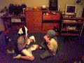 2 innocent young children attacked by chupacabras. REAL!!!!!