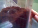 millipede