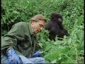 attenborough y los gorilas
