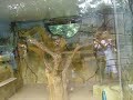 monkeying about monkeying about