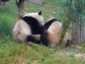 Panda Fight