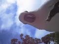 Much ado about a Cockatoo in Golden Gate Park, San Francisco Much ado about a Cockatoo in Golden Gate Park, San Francisco