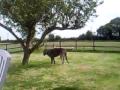 videos de Wolfhound Leaps and attacks