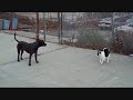 Killer Pitbull vs little pussy cat on NYC street.