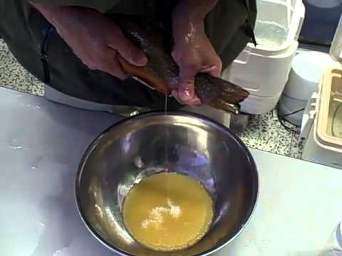how to fertilized trout eggs