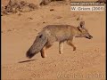 basamortuko ekosistema