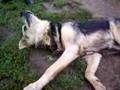 East Freedom PA Doogie Chained Dying Unable to Stand