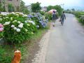 Goro@Welsh corgi 20090608 Hydrangea