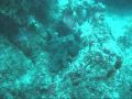Octopus being followed by a diver