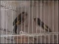 Video Cardellini Agestrali 2