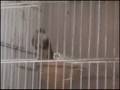 Video Cardellini Agestrali 2