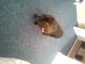 Sausage dog
